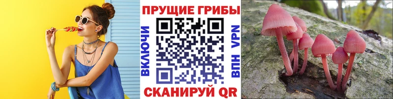 Галлюциногенные грибы Psilocybe blacksprut зеркало площадка состав купить наркоту Хасавюрт